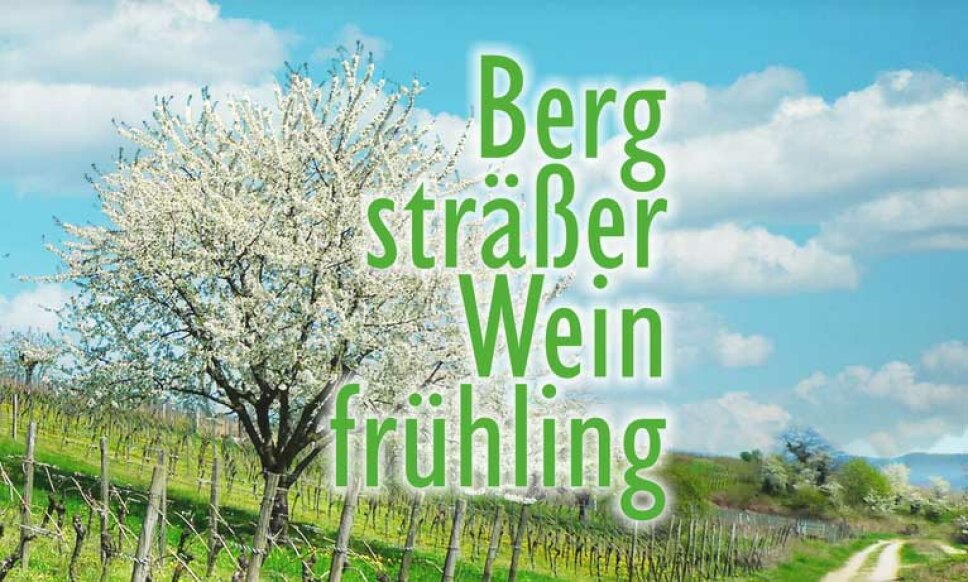 Weinberg unter blauem Himmel